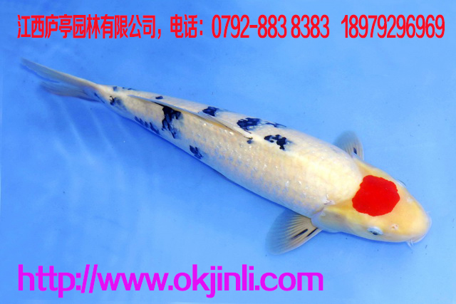 養(yǎng)殖金魚(yú)有“三防  防曬：室外養(yǎng)魚(yú)，尤其要注意氣溫的變化，在夏天，要搭棚遮陰，以