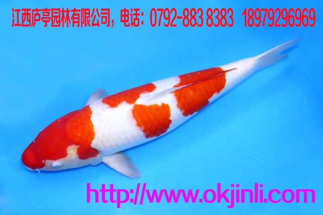 供應(yīng)觀賞魚(yú) 純種日本錦鯉魚(yú) 紅白 大正 昭和錦鯉批發(fā)