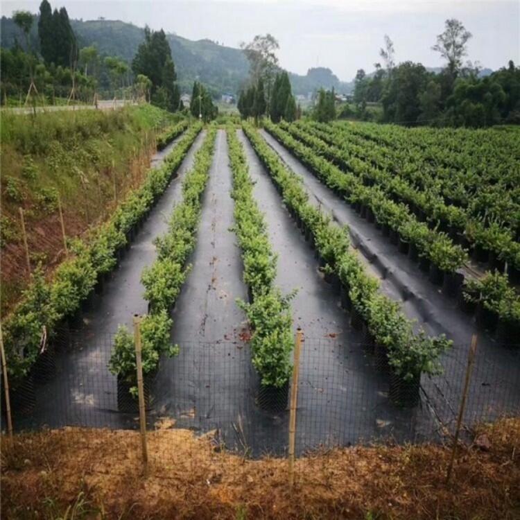 防草布價格、果樹除草布、蓋草布批發(fā)