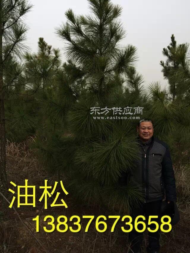 河南 刺柏批發(fā)價格