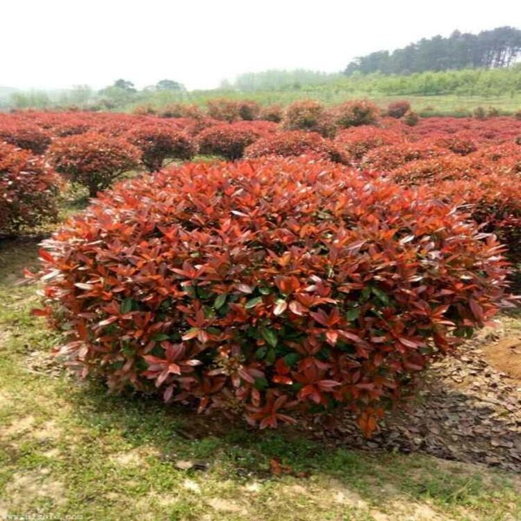 河南小葉梔子花5公分桂花花木基地出售