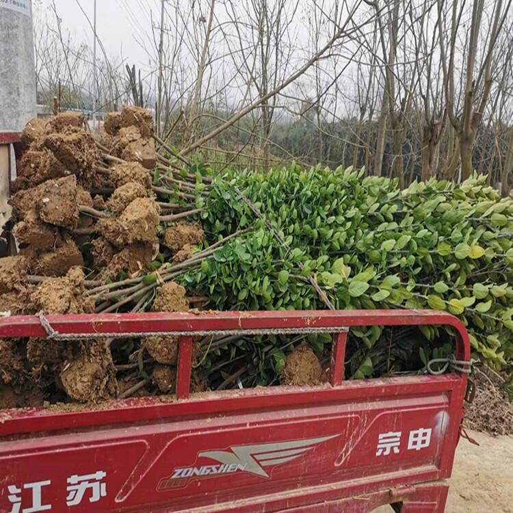 河南小葉梔子花5公分桂花花木基地市場價格