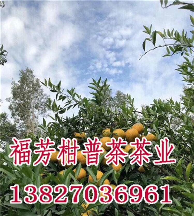 新會(huì)柑普茶十大牌子_新會(huì)柑普茶哪里的好_御廣陳廠家加工批發(fā)零售