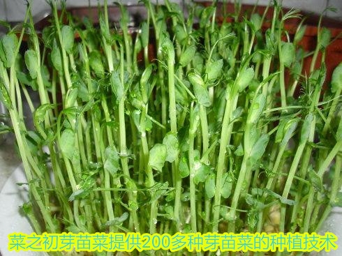 小小芽苗菜成為創(chuàng)業(yè)新機遇