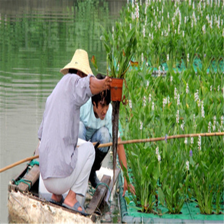 瀏陽市水生植樹造景用生態(tài)浮床水上漂質(zhì)優(yōu)價廉