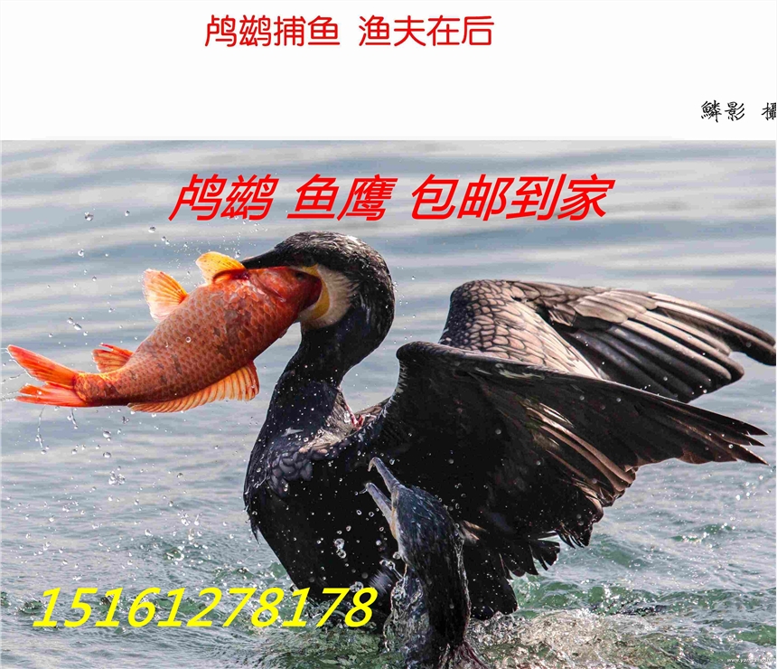 哪里有魚(yú)鷹出售賣(mài)的？哪里魚(yú)鷹價(jià)格便宜？