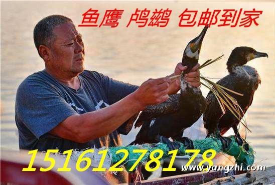 哪里出售賣魚鷹價(jià)錢便宜品種好？