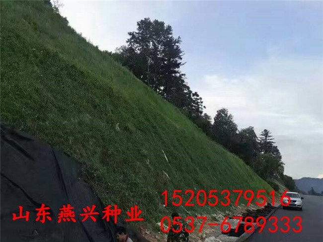 供應(yīng)：南陽市高速公路邊坡要用的草籽和花籽有哪些？