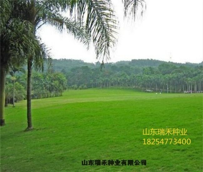 草坪種子一年生黑麥草坪種子植黑麥草