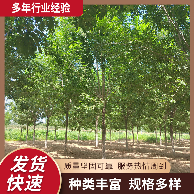 15-18-20公分園林綠化白蠟小區(qū)街道風(fēng)景樹樹形美觀